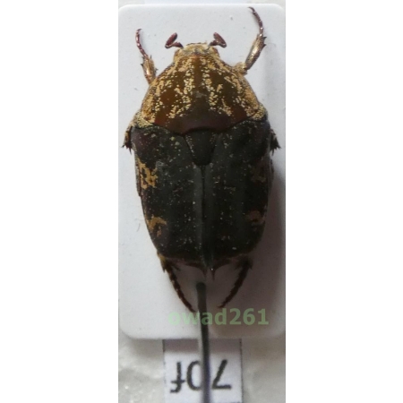 Protaetia fusca (Herbst, 1790) Philippines70f